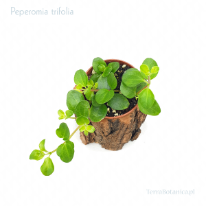 Peperomia trifolia- wiwarium, las w szkle
