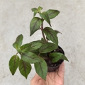 NOWOŚĆ RZADKOŚĆ Paradrymonia campostyla - wiwarium, terrarium