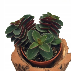 Peperomia verticillata 'Red Log' rozm.S - wiwarium